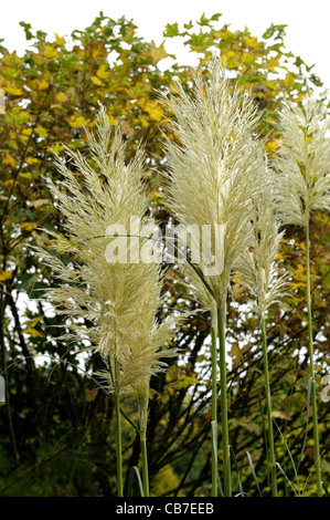 Pampa erba (Cortaderia selloana) seedheads contro di colore di autunno fogliame degli alberi Foto Stock