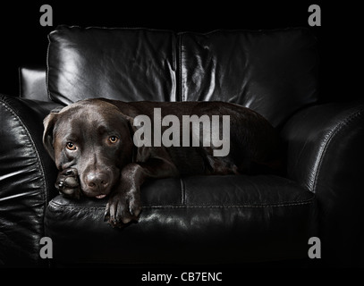 Il cioccolato Labrador seduto sulla poltrona in pelle Foto Stock