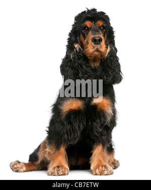 English Cocker Spaniel 2 anni davanti a uno sfondo bianco Foto Stock