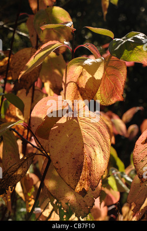 Rosso Giallo autunno foglie colorate di rosso derivava sanguinello (Cornus alba) Foto Stock