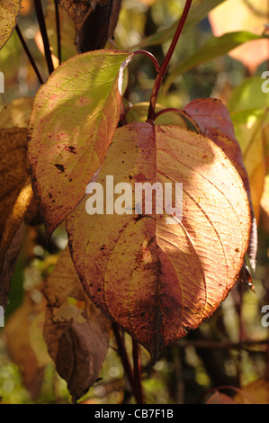 Rosso Giallo autunno foglie colorate di rosso derivava sanguinello (Cornus alba) Foto Stock