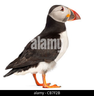 Atlantic Puffin o comuni o puffini, Fratercula arctica, di fronte a uno sfondo bianco Foto Stock