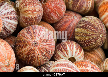 Ricci di mare conchiglie o 'test' sulle isole Scilly Foto Stock