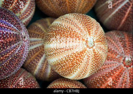 Ricci di mare conchiglie o 'test' sulle isole Scilly Foto Stock