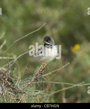 Ruppells trillo Sylvia rueppelli maschio appollaiato Cipro Aprile Foto Stock