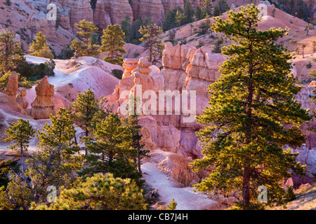 Luce prima del sorgere del sole che splende su hoodoos al Sunrise punto nel Parco Nazionale di Bryce Canyon dello Utah. Foto Stock