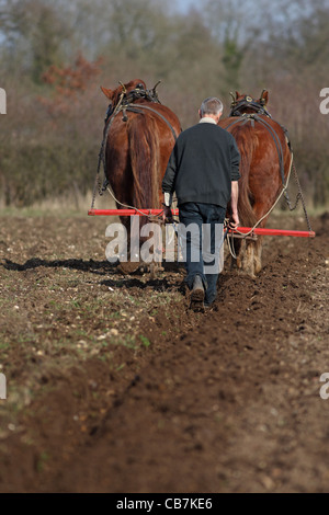 Cavallo Gressenhall aratura NORFOLK REGNO UNITO GB Foto Stock