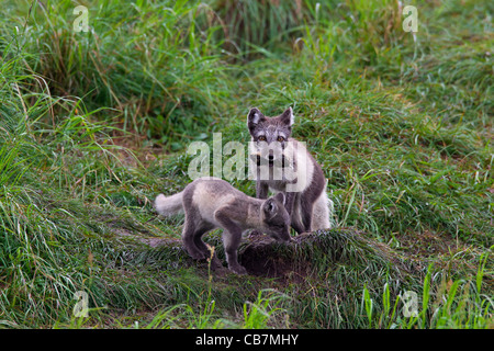 Arctic Fox (Vulpes vulpes lagopus) porta la Norvegia lemming (Lemmus lemmus) ai cubs a den sulla tundra in estate, Lapponia, Svezia Foto Stock