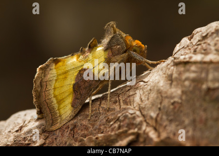 Ottone brunito (Diachrysia chrysitis) 2434 Foto Stock