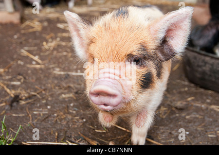 Una cucciolata di Nuova Zelanda Kune Kune suinetti Foto Stock