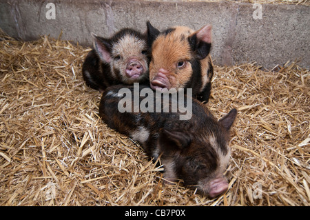 Una cucciolata di Nuova Zelanda Kune Kune suinetti Foto Stock