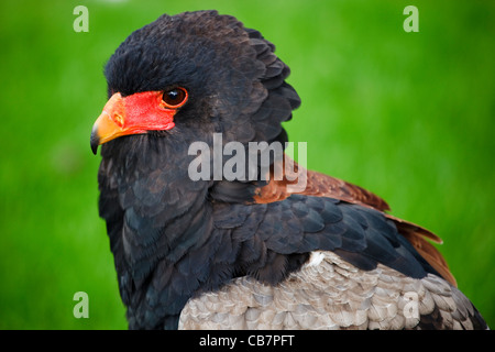 Bateleur Eagle in un display di falconeria, Glasgow, Scotland, Regno Unito Foto Stock