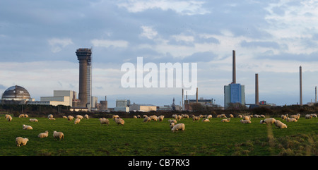 Panorama di Sellafield Skyline dietro un campo pieno di pecore. Foto Stock