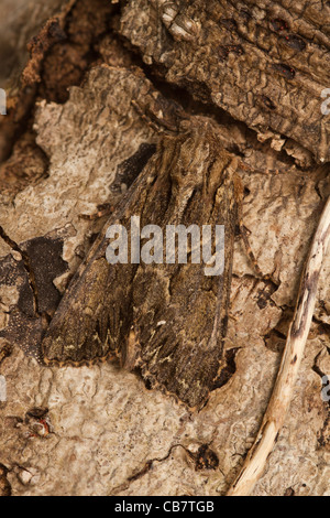 Archi scuro (Apamea monoglypha) moth Foto Stock