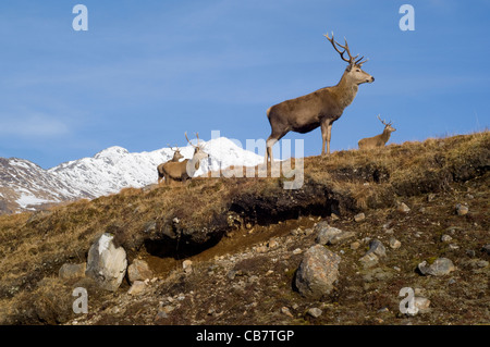 Il cervo (Cervus elaphus), quattro maschi o cervi a Glen Garry, in piedi su un moro al di sopra di una frana. Foto Stock