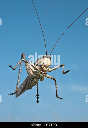 Desert Locust visto dal basso, attraverso il parabrezza di automobile, profondo Mani, sud del Peloponneso, Grecia Foto Stock