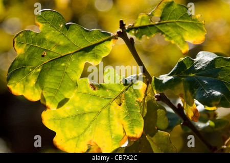 Retroilluminato con foglie di quercia in colore di autunno Foto Stock