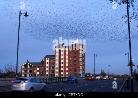 Stormo di storni battenti in murmuration su appartamenti e albert bridge belfast Irlanda del Nord Regno Unito Foto Stock