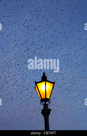 Stormo di storni battenti in murmuration su lampada su albert bridge belfast Irlanda del Nord Regno Unito Foto Stock