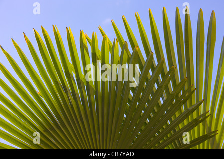 Palm tree, Crimea, Ukraine Foto Stock