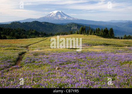 Il Monte Adams visto dal lupino prati coperti di Snowgrass piatta lungo la Pacific Crest Trail nella capra rocce selvagge. Foto Stock