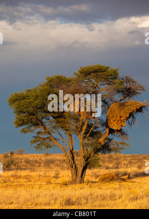 Albero con tessitore sociale nest Foto Stock