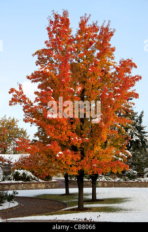 Bradford pere nella prima neve caduta di autunno Foto Stock