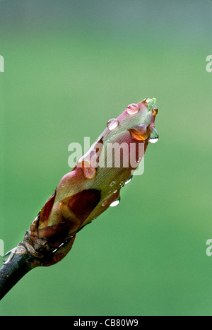 La molla rugiada su Ohio Buckeye bud (Aesculus glabra) - 4 in serie, Missouri, Stati Uniti d'America Foto Stock