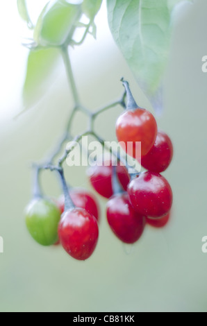 Agrodolce bacche (Solanum dulcamara). Foto Stock