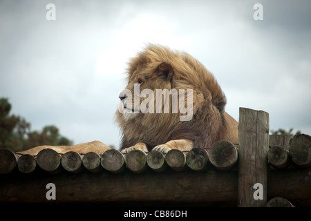 Guidando attraverso il West Midlands Safari Park, una fotografia di tutti gli animali seduta, mangiare, caccia e giocare intorno. Foto Stock