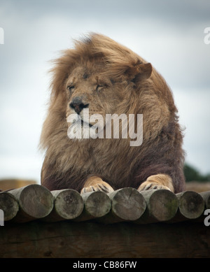 Guidando attraverso il West Midlands Safari Park, una fotografia di tutti gli animali seduta, mangiare, caccia e giocare intorno. Foto Stock