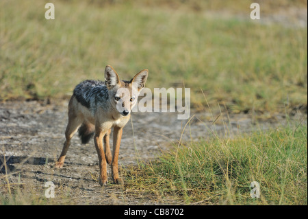 Nero-backed jackal - Sella-backed jackal - Argento-backed jackal (Canis mesomelas) in piedi in erba Foto Stock