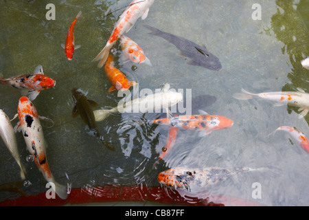 Carpe Koi goldfish in un tempio in piscina a Sha Tin, hong kong, RAS di Hong Kong, Cina Foto Stock