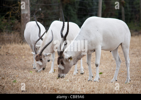 Guidando attraverso il West Midlands Safari Park, una fotografia di tutti gli animali seduta, mangiare, caccia e giocare intorno. Foto Stock