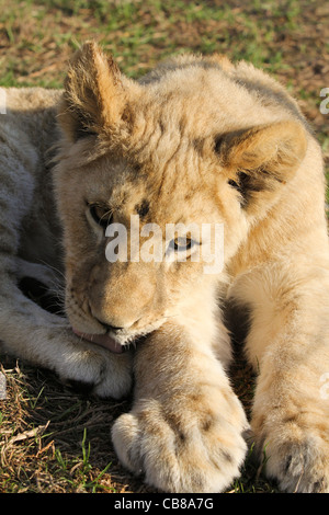 Foto di un maschio di LION CUB prese a Città del Capo in Sud Africa Foto Stock