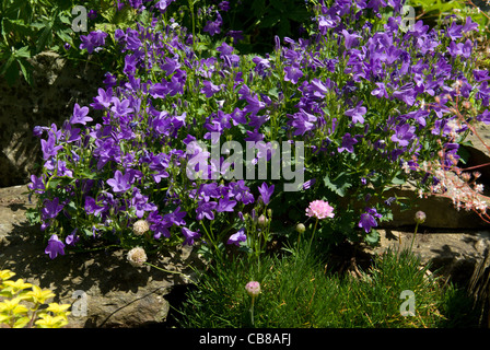 Campanula e parsimonia crescente in un rockery in un giardino cottage Foto Stock