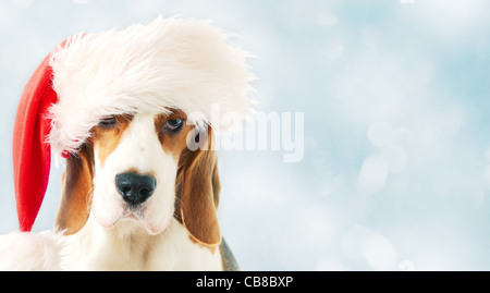 Beagle in Red Hat su uno sfondo blu Foto Stock