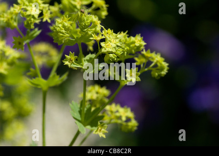 Tiny stellato verde pallido fiori aperti su un Alchemilla mollis o Lady del mantello Foto Stock