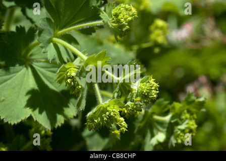 Roverella morbide foglie e fiori di Alchemilla mollis o Lady del mantello Foto Stock