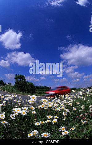 Basso angolo vista di automobile che viaggia lungo la strada di campagna che passa fiori selvatici Yorkshire Regno Unito Foto Stock