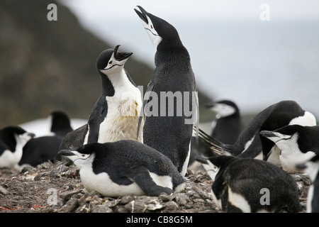 Pinguini Chinstrap (Pygoscelis antarcticus) proteggere nest contro intruso, a sud le isole Shetland, Antartide Foto Stock