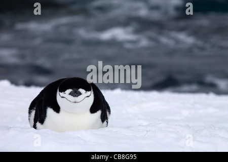Pinguini Chinstrap (Pygoscelis antarcticus) dormire nella neve, Yankee Harbour, a sud le isole Shetland, Antartide Foto Stock
