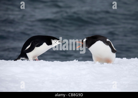 Dal sottogola (Pygoscelis antarcticus) e Gentoo penguin (Pygoscelis papua) la lotta nella neve vicino al mare, Antartide Foto Stock