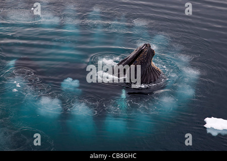 Le balene con la gobba (Megaptera novaeangliae) bolla alimentazione rete soffiando anello di bolle di aria in corrispondenza di Wilhelmina Bay, Antartide Foto Stock