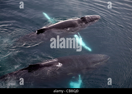 Due Balene Humpback (Megaptera novaeangliae) affioranti nel mare Antartico a Wilhelmina Bay, Antartide Foto Stock