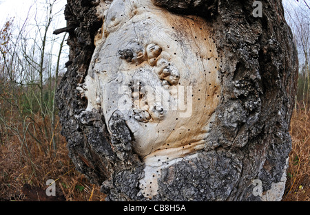 Vecchio e decadenti alberi di quercia in antichi boschi della Foresta di Sherwood nel Nottinghamshire, Inghilterra. Foto Stock