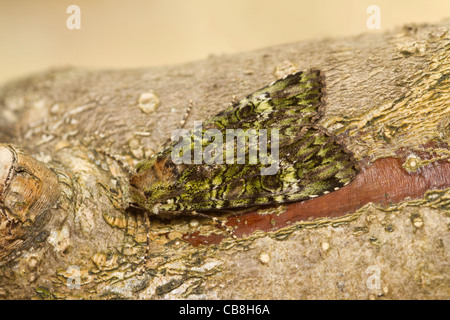 Archi verdi (Anaplectoides prasina) Foto Stock