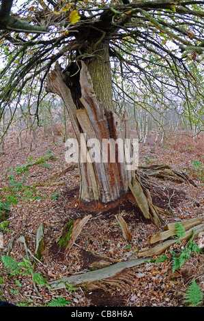 Oak tree crescono fuori di decadimento tronco di una vecchia quercia in antichi boschi della Foresta di Sherwood Foto Stock