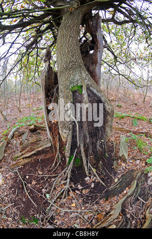 Oak tree crescono fuori di decadimento tronco di una vecchia quercia in antichi boschi della Foresta di Sherwood Foto Stock