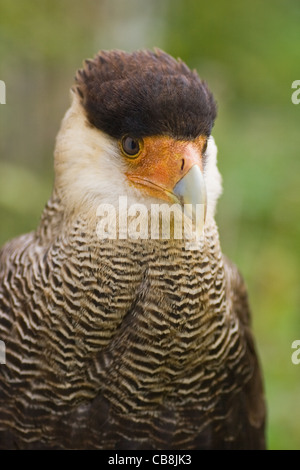 Crestato meridionale Caracara seduta ed appoggiata in ombra Foto Stock